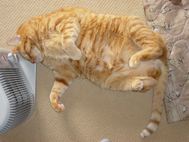 cat infront of very hot space heater