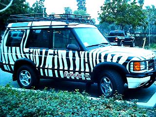 Zebra Discovery