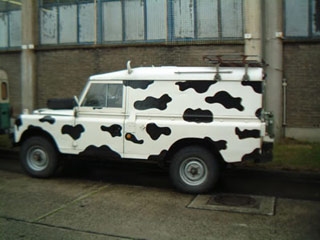 Cow-landy110
