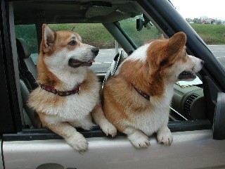 corgis