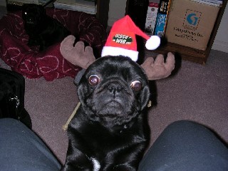 xmas_pug