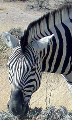 Zebra-look