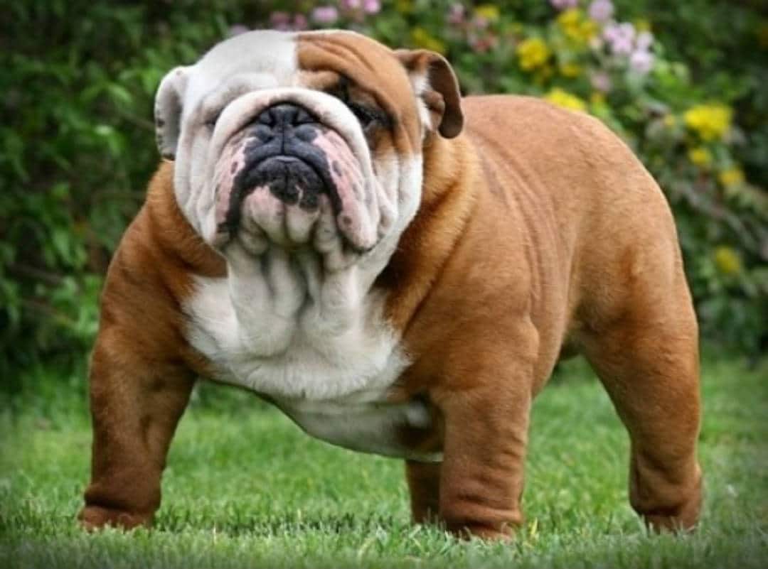 extra-wrinkled-bulldog.jpg